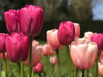 Close-up of pink tulips