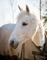 Close-up of horse