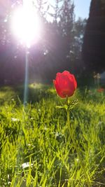 Close-up of poppy blooming in field