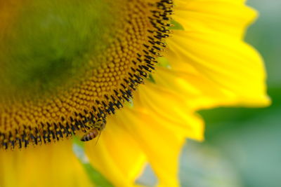 Close-up of yellow flower pollen