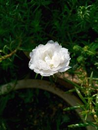 Close-up of white flowers