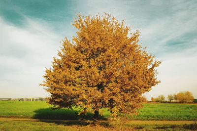 Tree on field against sky during autumn