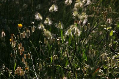 Close-up of flowering plant on field