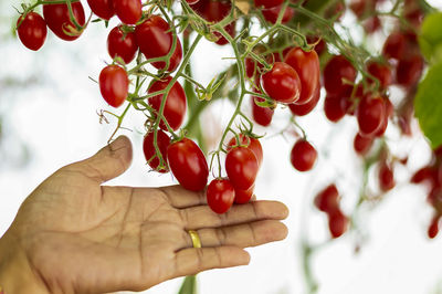 Close-up of hand holding red berries