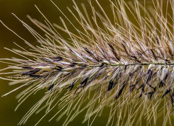 Close-up of stalks in field