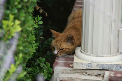 High angle view of cat relaxing by column