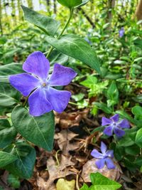 Close-up of purple flowering plant