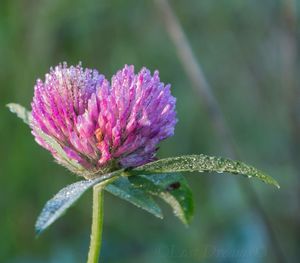 Close-up of purple thistle blooming outdoors