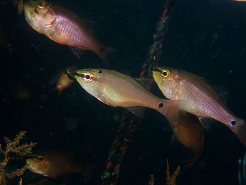 Fish swimming in sea