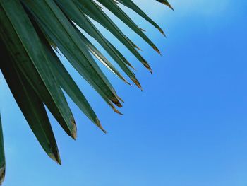 Low angle view of palm tree against clear blue sky