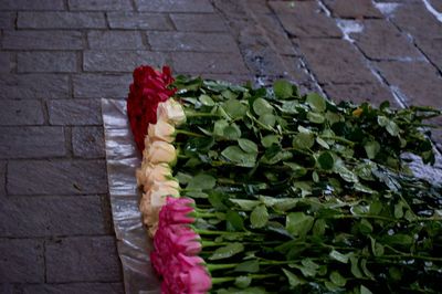 Close-up of pink flowers on brick wall