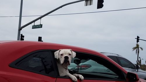 Dog on car against sky