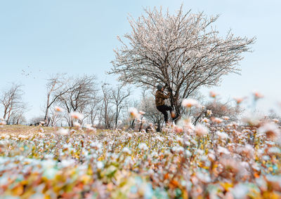 Man climbing blooming tree on field against clear sky in spring