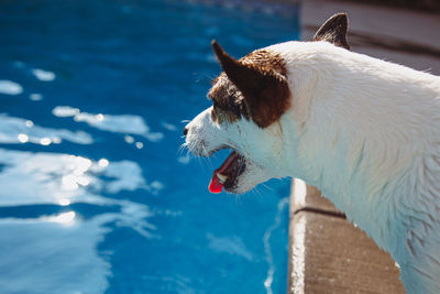 Close up view of a small terrier dog panting poolside on a hot summer day