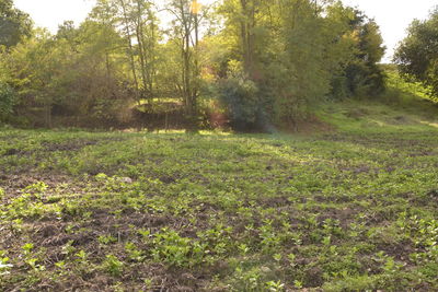 Scenic view of forest