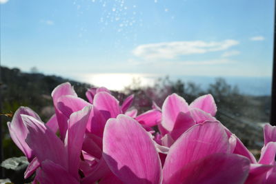 Close-up of pink flowers