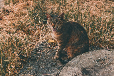 Cat sitting in a field