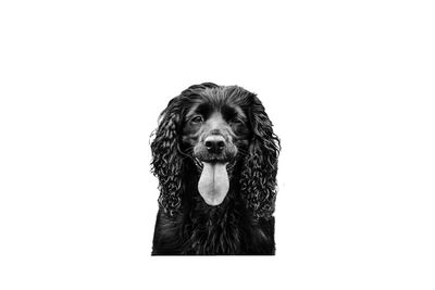 Portrait of black dog against white background