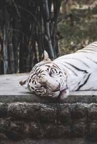 Portrait of tiger lying down on footpath