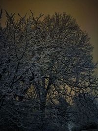 Close-up of bare tree against sky