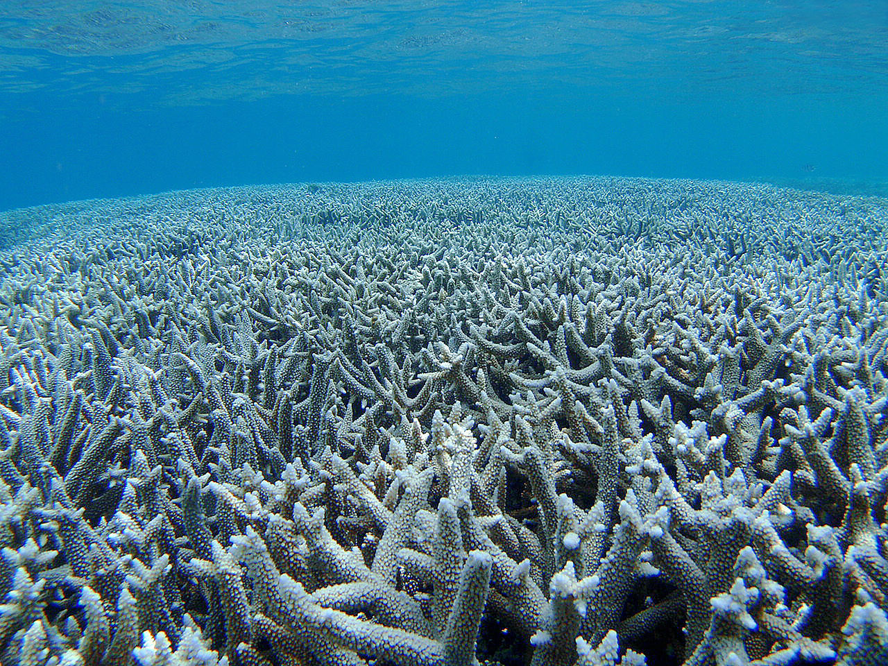 Branch coral