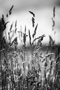 Close-up of plants against sky