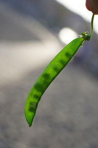 Close-up of green leaf on plant