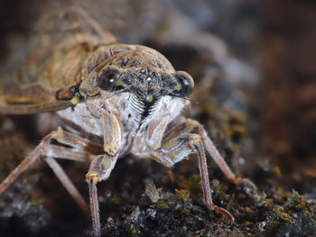 Close-up of spider