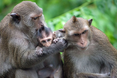 Close-up of monkey