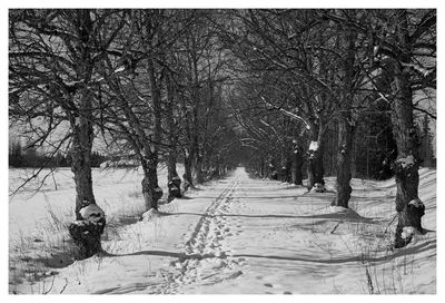 Bare trees on snow covered road