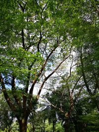 Low angle view of trees against sky