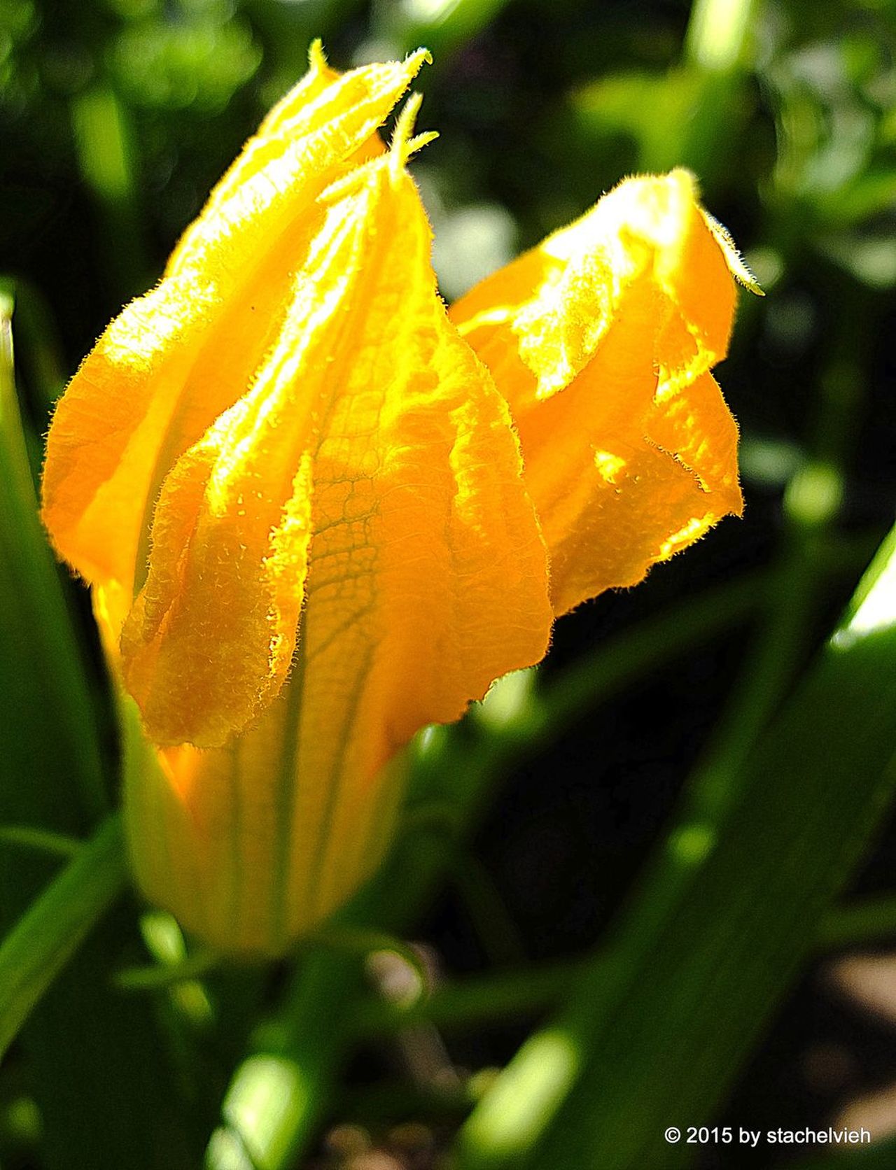 In the garden, yellow