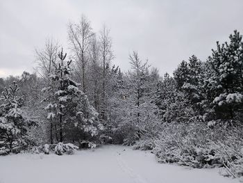 Snow covered trees against sky