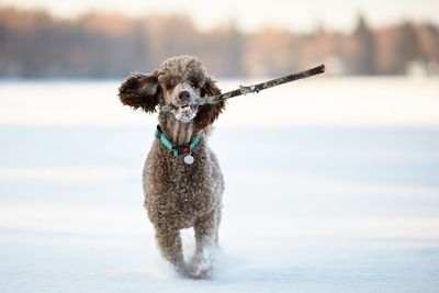 Close-up of dog on the shore