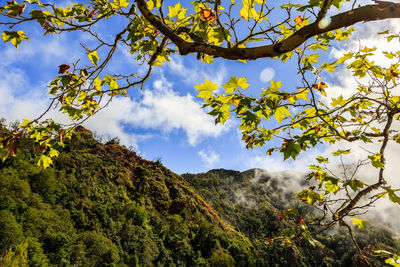 Low angle view of tree against sky