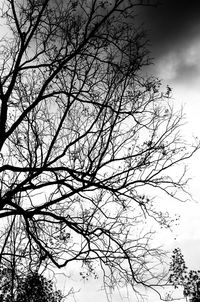 Low angle view of bare trees against sky