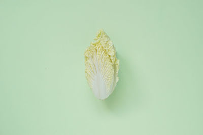 High angle view of leaf on white background