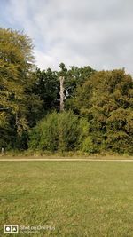 Trees on field against sky