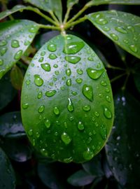 Close-up of water drops on leaves