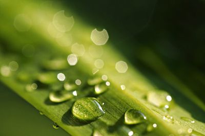 Close-up of water drops on leaf