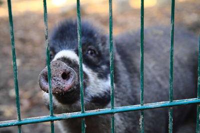 Close-up of pig in cage at zoo