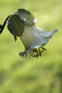 Close-up of flower