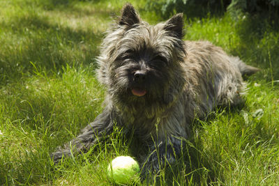 Portrait of dog on field