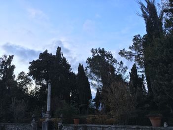 Low angle view of trees against sky