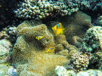 Close-up of fish in sea