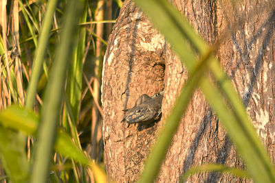 Close-up of lizard on tree trunk