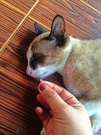 Cropped hand of woman holding tooth by sleeping cat on table