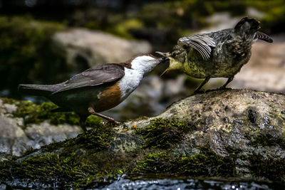 Close-up of birds perching on wood