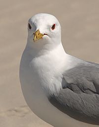 Bird on white background