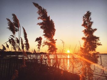 Silhouette trees by sea against sky during sunset